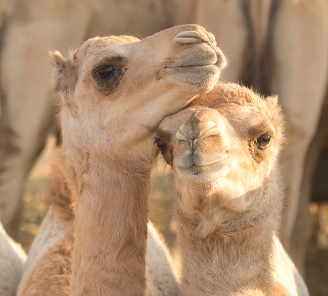 2012 10-Abu Dhabi Baby Camels.jpg